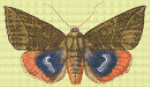 Схема вышивки "Бабочка"